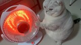 Cat: I'm As Cold As Ice…
