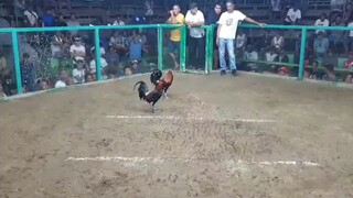 kamote vs MEJgamefowls tatak wildboyz