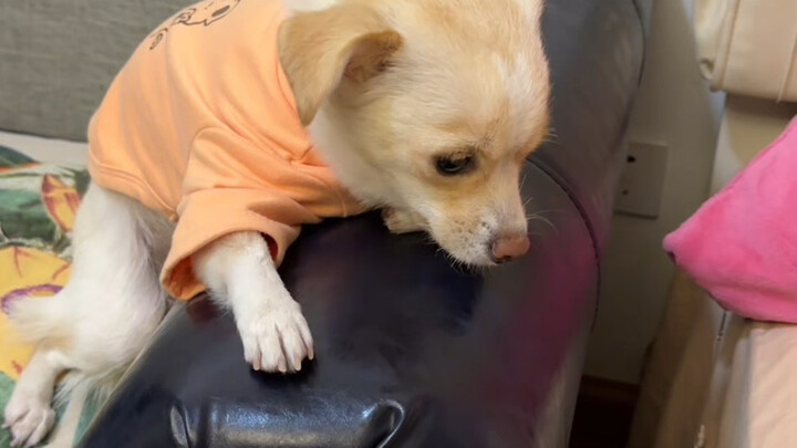 【1】There are no picky dogs! There are only spoiled dogs! It's time to send them back to the homeless