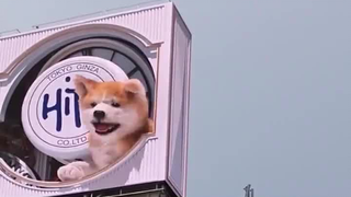 كلب أكيتا ثلاثي الأبعاد في شوارع شيبويا بطوكيو، لطيف جدًا!