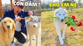 Gâu Đần Family | Khai Tâm Lươn Lẹo Lừa Bố Đi Du Lịch Nhưng Sự Thật Thì 🤣 Gâu Đần Official