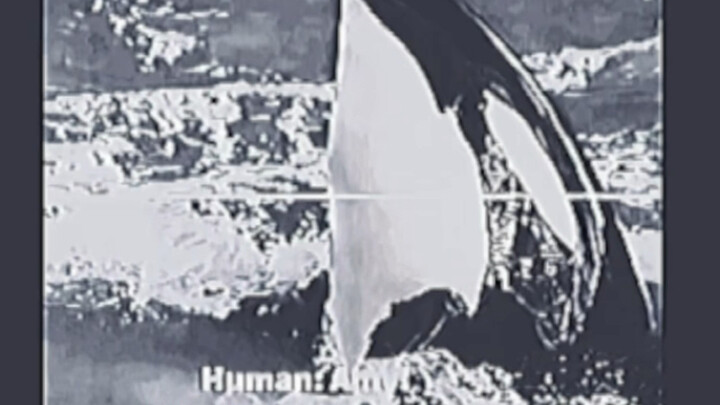 The beluga whale imitates human voices.