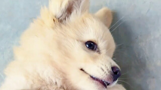 Anak anjing yang nenek menangkan dari bermain mahjong