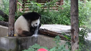 [Gấu trúc]Manh Manh: "Ngoài ngâm người ra tui còn biết tắm rửa nữa đó."