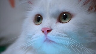 1,000 sorrows weigh on a cat with legs 2.5cm long