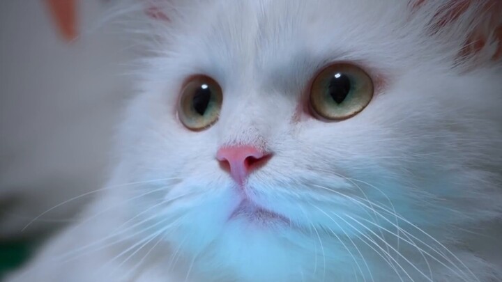 1,000 sorrows weigh on a cat with legs 2.5cm long