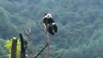 Samahan Nyo Ko MAG EMOTE🐼😆