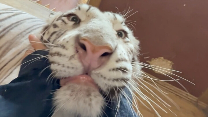 Hello, I am the king of beasts on the hunt.