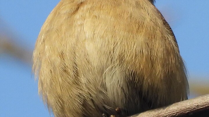 Người ơi, bạn có thể khóc trong lồng ngực rộng lớn của chim.