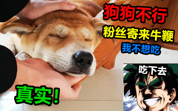 Anjing yang dipelihara oleh si penggantung sudah tidak bisa bertahan lagi, netizen pun mengirimkan c