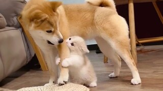 CATS vs DOGS! Love and hate! 😂 Funny Cats Videos 2023