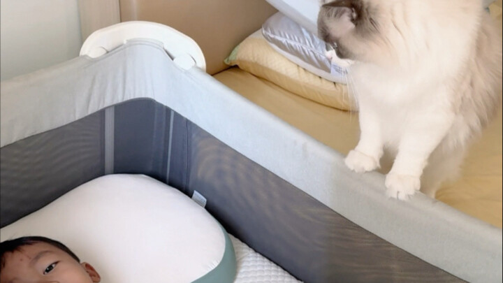 Good news: the baby finally got kicked out by the cat—good riddance! Bad news: now the cat’s got a l