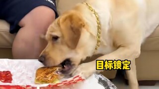 狗：每一个动作都是精心设计的