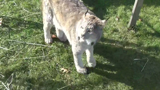 Max Canada Lynx หลัง Kayla