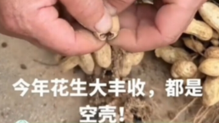 Nông dân trồng được lạc rỗng ruột hoàn toàn không có gì đáng cười cả～
