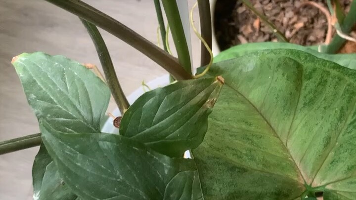 รากเต็มมาก ไหลขาว