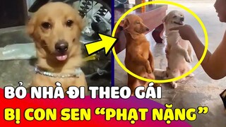 Biểu cảm hài hước của hai chú chó dám 'BỎ NHÀ ĐI THEO GÁI' bị Sen phạt nặng 😅 | Gâu Đần