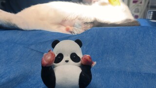 การทำหมันแมวตัวผู้ เข้าใจหน่อยนะ