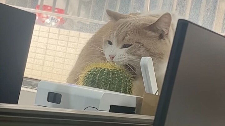 “Catatan Nyata Kelakuan Aneh Hewan”