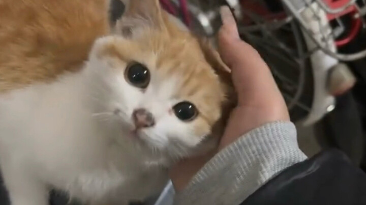 Nó bước lại gần rồi dụi cái đầu nhỏ của mình vào tôi!