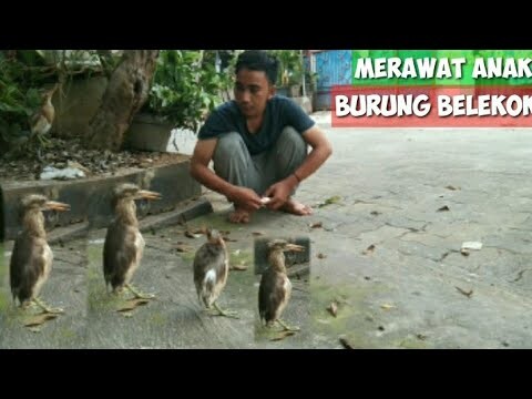 Kabar Terbaru Tentang Burung Belekok, Sekarang Doyan Banget Makan Tahu..