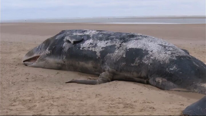 A Hungry Bear Found a WHALE-SIZED Feast… But He Wasn’t the Only One! 🐻🐋😱