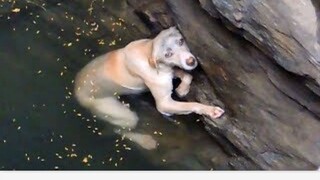 Tears~ The dog must have saved the Milky Way in his previous life