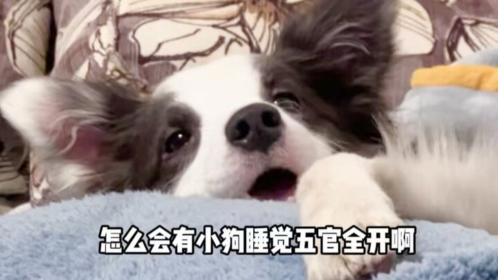This dog, when you look closely, is full of hilarious moments.