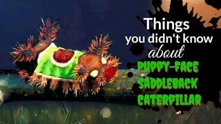 Things you didn't know about Puppy-face saddleback caterpillar | Saddleback caterpillar | Tenrou21