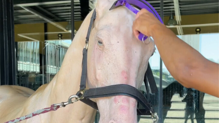 The delicate-skinned Akhal-Teke horse is taking a bath!