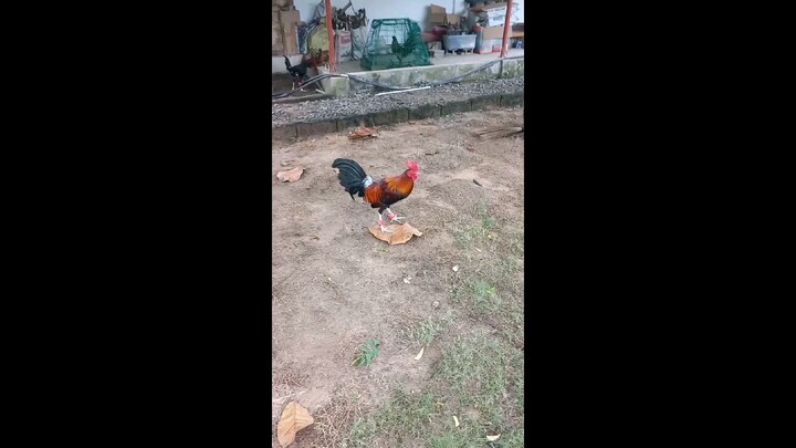 #patakag edit hahaha