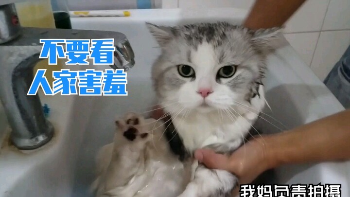B站“最假”的猫洗澡，这洗不是猫绝对是玩具。绝对是。严厉打击up弄虚作假。