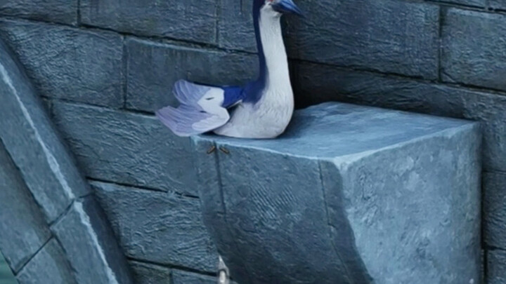 Swallow, what are you doing with our memory?! Master Ye, I’m begging you, stop squeezing the hand sa