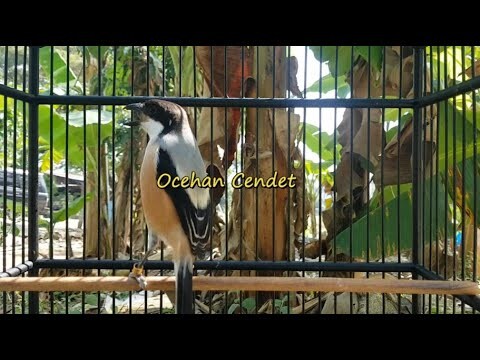 Suara Pancingan Cendet Paling Di Cari Agar Gampang Nyaut Toet Toet Sontak Nyaut Ikut Bunyi