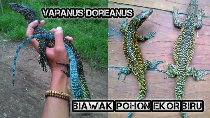 Biawak ekor biru ( Varanus Doreanus ) Blue tailed monitor