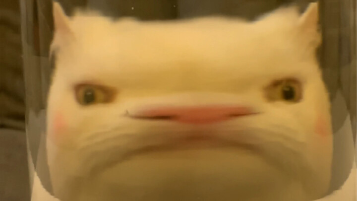 Finally figured out why fish are scared of cats!