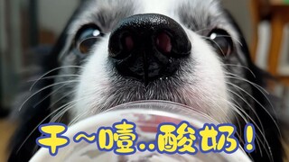 วิธีที่ Border Collies และ Maine Coons กินโยเกิร์ตแห้งนั้นแตกต่างกันอย่างสิ้นเชิง!