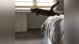 [Hewan]Beberapa potongan kucing yang lucu