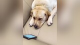 chó_cưng dogsoftiktok thucung dogs funny