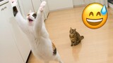 😂 ROFL Alert! 🐶🐱 Epic Funny cats and dogs Video That Will Leave You in Stitches! 🎥🤣