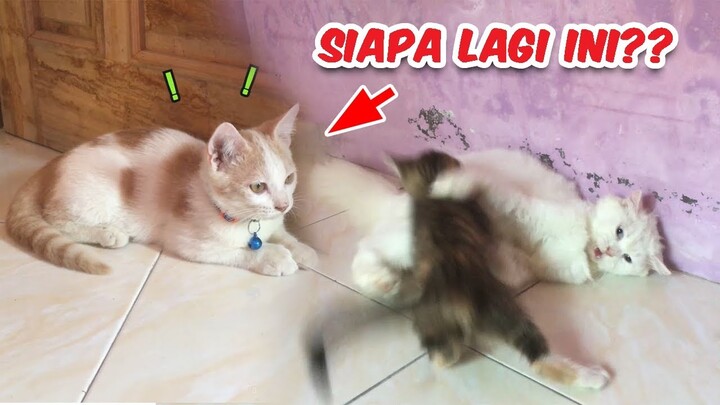 Ada Kucing Baru Nih, Ikut Bermain Bersama Bella Dan Anaknya.