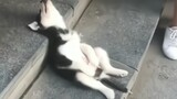 This dog… I have to watch this a few times a day