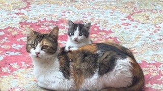 الأم القطة: إياك أن تفكر في إيذاء طفلي!