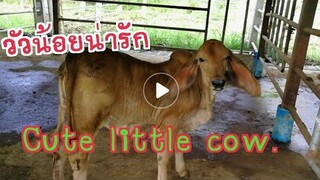 Cute littel cow.ความน่ารักของนาง |CHATGEN CHANNEL.