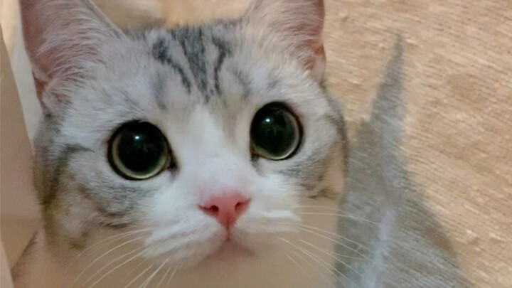 My boss asked why I was late? I just showed her my cat…