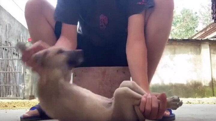 Ning benar-benar anjing