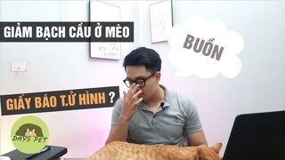 Bệnh giảm bạch cầu ở mèo - Nguyên nhân và cách phòng tránh |Dayspet