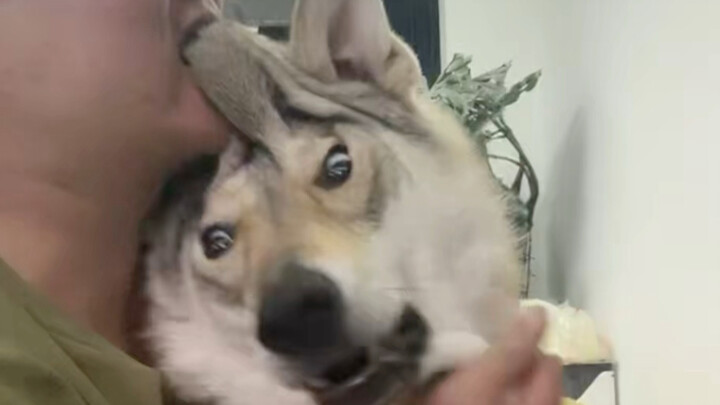 Who Else Gets How Happy My Dog and I Are?