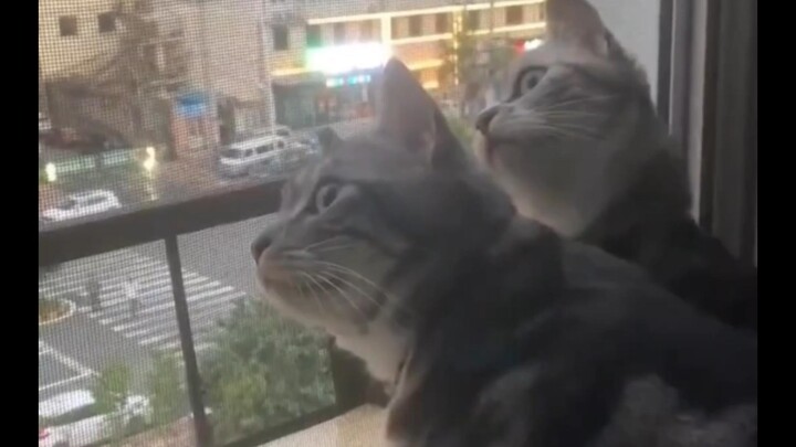 【الحياة اليومية المضحكة للكائنات الأرضية #32】هذه الحلقة مملة بعض الشيء، لكنني لا أريد تعديلها، نراكم