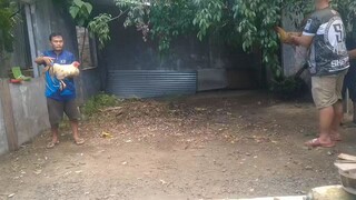 Kanan tari ng bulik ko kalaban ganador na  sinibalang putol ang dato